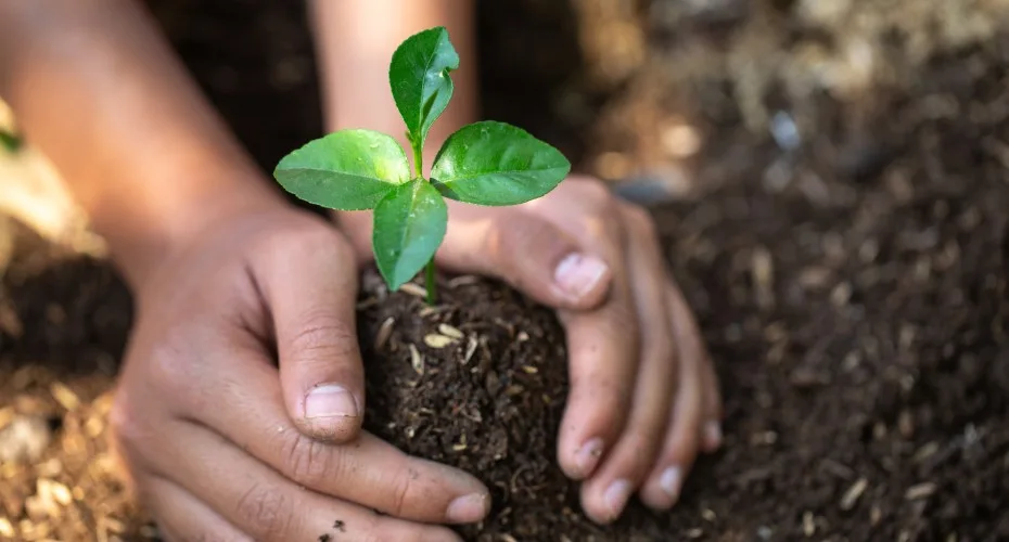 Close-up of hands holding a small green plant in soil, representing care for nature and the environment.